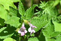 Melittis melissophyllum Melittis melissophyllum